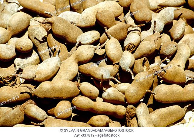 Tamarind fruits. Martinique island. French antilles (caribbean)