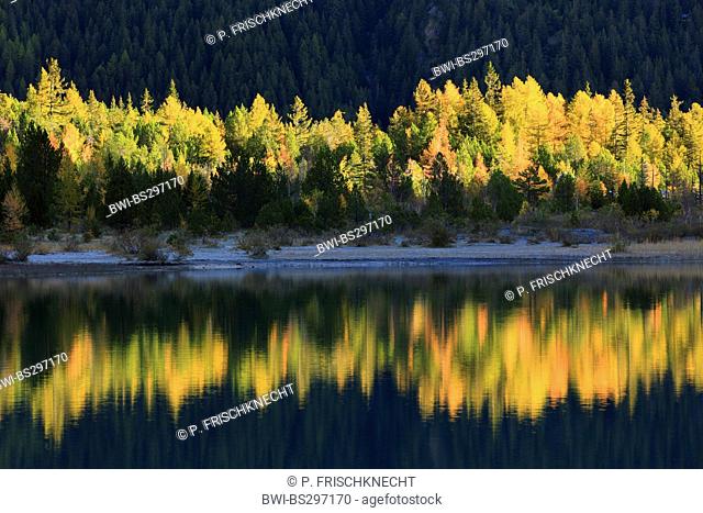 common larch, European larch (Larix decidua, Larix europaea), forest in autumn colouration reflected in Lac de Derborence, Switzerland, Valais