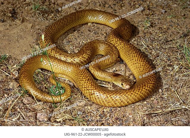 Speckled brown snake (Pseudonaja guttata), Queensland, Australia
