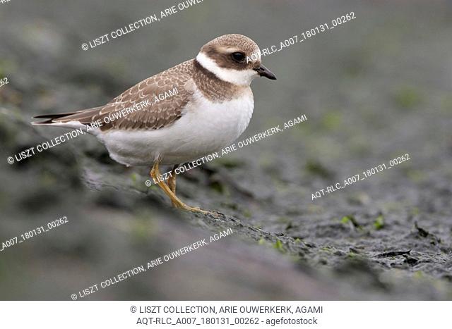 Little Ringed Plover perched, Little Ringed Plover, Charadrius dubius