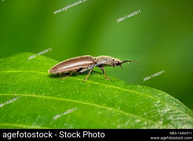 garden click beetle on leaf