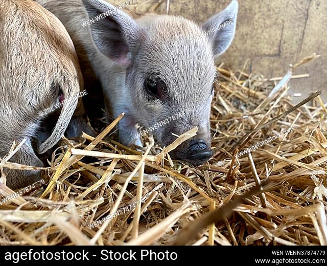 UK’s largest Zoo welcomes new babies - including saki monkey, yak, wallabies and piglets – to their numbers this springtime  Spring has sprung at ZSL Whipsnade...