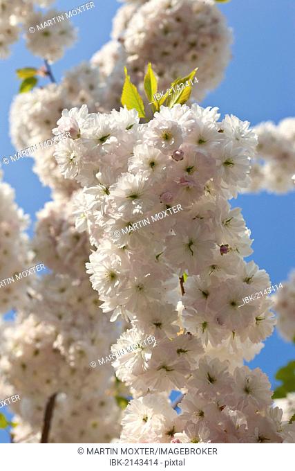 Blossoming Cherry (Cerasus), Butzbach, Hesse, Germany, Europe, PublicGround