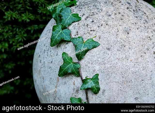 Ivy trailing over spherical stone garden ornament with space for copy. High quality photo