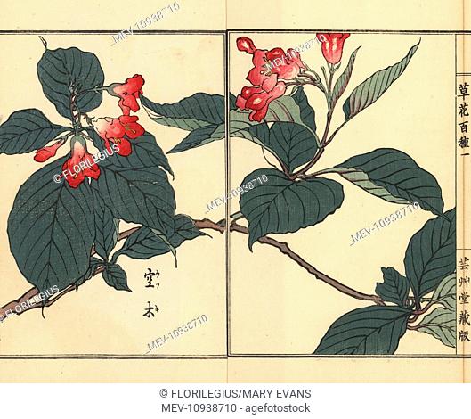 Utsugi or crenate deutzia, Deutzia crenata. Handcolored woodblock print by Kono Bairei from Kusa Bana Hyakushu (One Hundred Varieties of Flowers), Tokyo, Yamada