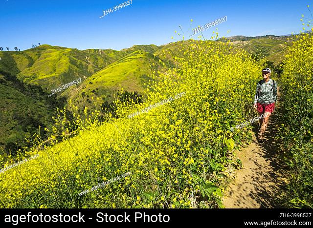 Woman hiking through wild mustard at Harmon Canyon Preserve, Ventura, California USA