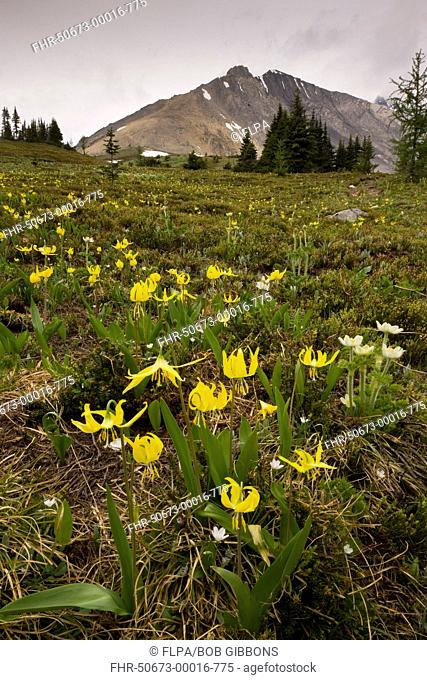 Glacier Lily Erythronium grandiflorum flowering, mass in habitat, Ptarmigan Lake, Kananaskis, Rocky Mountains, Canada, july