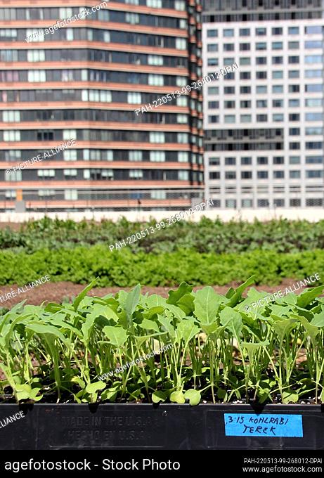 11 April 2022, US, New York: Kohlrabi grows in the front of the flower box . Vegetables and fruit trees are now growing on the roof of New York's Javits Center...