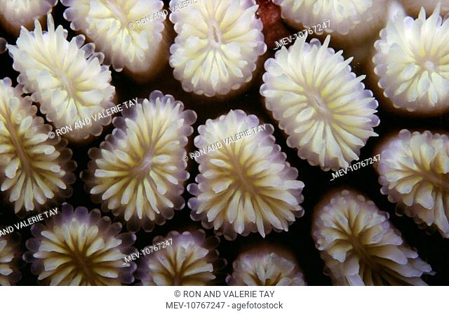 Detail Hard Coral (Oculinidae galatea)