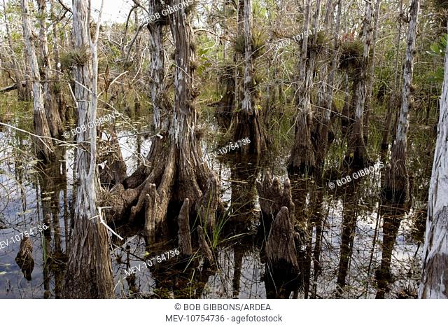 Pond cypress swamp (Taxodium ascendens)