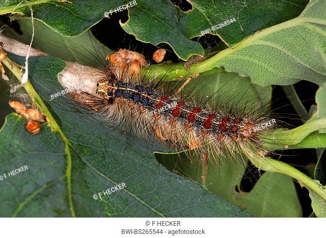 gipsy moth Lymantria dispar, caterpillar on an oak branch, Germany