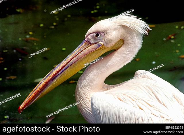 Rosy Pelican in Arignar Anna Zoological Park at Vandalur (Vandalur Zoo) in  Chennai, Tamil Nadu, Stock Photo, Picture And Rights Managed Image. Pic.  IBR-8322373 | agefotostock