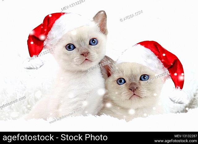 Cat - Tonkinese kittens wearing Christmas hats in snow