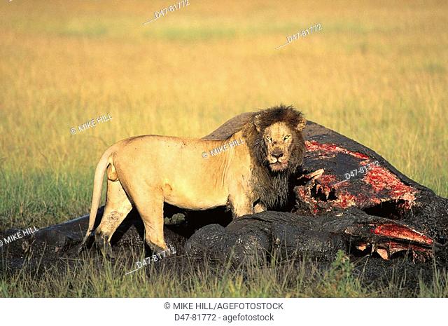 Lion (Panthera leo) devouring dead elephant. Kenya