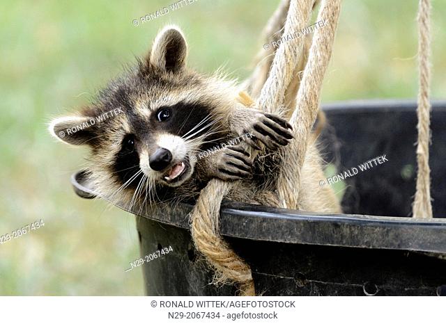 Procyon lotor, racoon, captive, Germany