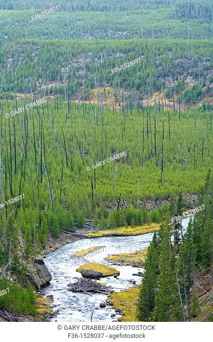 Gibbon River flows through new growth trees in previously burned forest, Yellowstone National Park, Wyoming