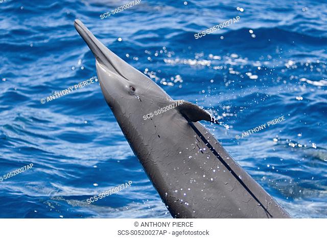 Central American Spinner Dolphin, Stenella longirostris centroamericana, spinning right in front of the photographer, Costa Rica, Pacific Ocean