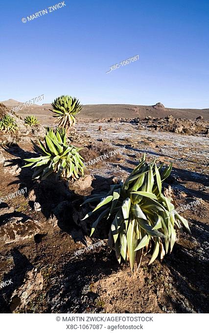 Giant Loebelia Lobelia rhynchopetalum in the Bale Mountains of Ethiopia, folded up leaves as adaptation to the subzero temperatures of the night  During the day...