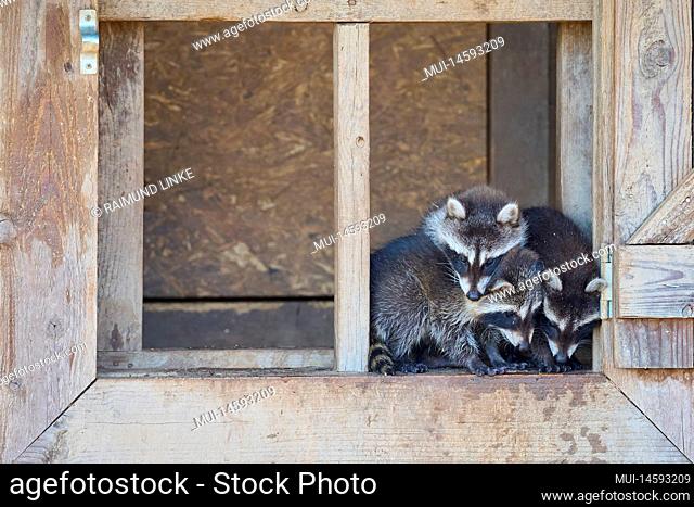 Raccoon (Procyon lotor), three young in window