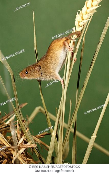 Harvest Mouse Micromys minutus, climbing using prehensile tail, between wheat stalks