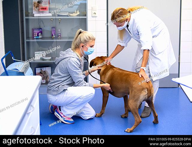 30 September 2020, Bavaria, Munich: Bini, a three-year-old Rhodesian Ridgeback bitch, is being examined by the veterinarians Anna-Lena Ziese (l) and Petra Kölle...