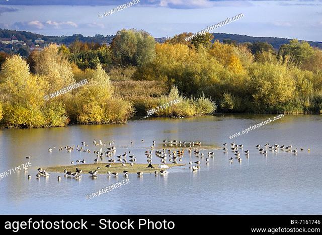 Various water birds in bird sanctuary, bird sanctuary, shallow water and island zone in Altmühlsee, Muhr am See, Franconian Lake District, Middle Franconia
