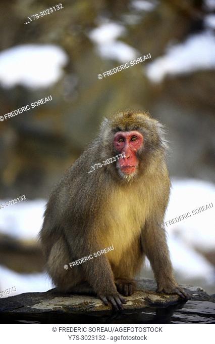 Japanese Macaque snow monkey at Jigokudani Monkey Park near Nagano, Honshu, Japan, Asia