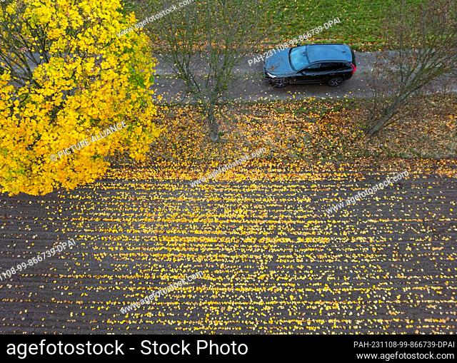 08 November 2023, Brandenburg, Beeskow: A maple tree on a country lane is covered in autumn colors (aerial shot with a drone)
