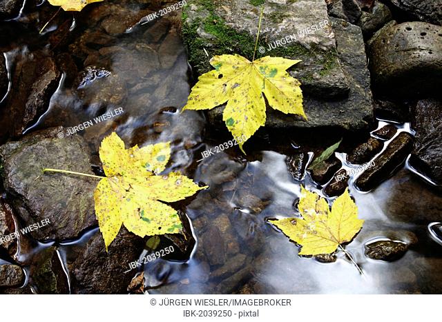 Maple leaves (Aceraceae) lying on rocks in a creek in Wutachschlucht ravine in the Black Forest, Baden-Wuerttemberg, Germany, Europe