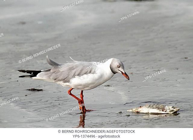 Grey-headed Gull Larus cirrocephalus, feeding on dead fish, The Gambia, Africa
