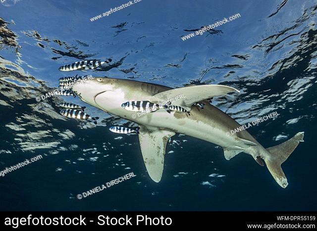 Oceanic Whitetip Shark, Carcharhinus longimanus, Atlantic Ocean, Bahamas