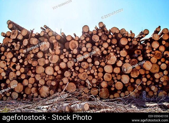 North Forestry. Timber cutting, continuous cutting. Stack of spruce logs, softwood