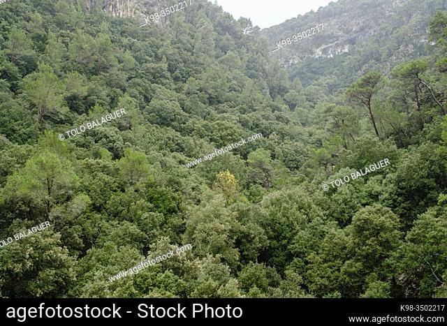 Coanegra valley, Orient, Bunyola, Mallorca, Balearic Islands, Spain