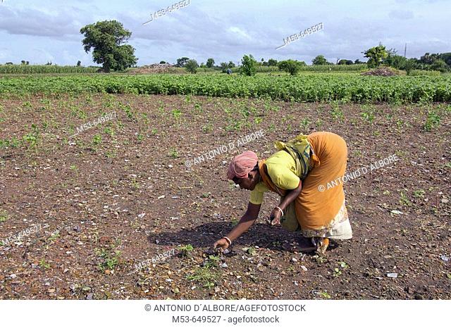an indian woman remove stone and dirt from a field in dhapa district. kolkata. west bengal. india. asia