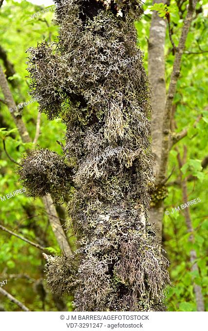 Pseudevernia furfuracea is a foliose lichen used in the perfume industry. This photo was taken in Muniellos Biosphere Reserve, Asturias, Spain