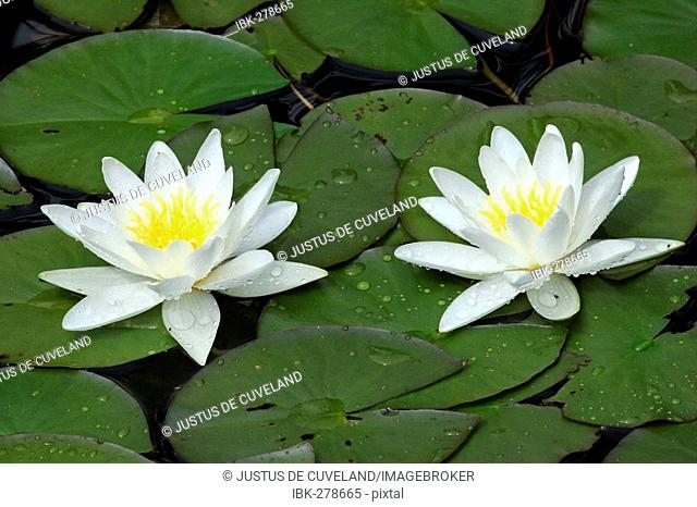 Flowering White Water Lily in a garden pond (Nymphaea alba)