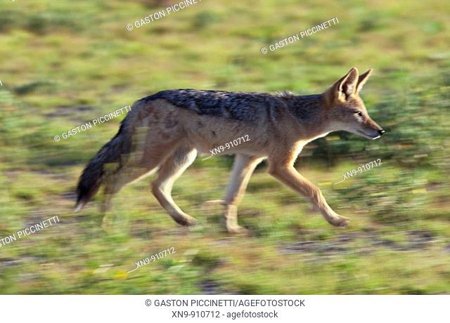 Black-backed jackal Canis mesomelas, walking, Etosha National Park, Namibia