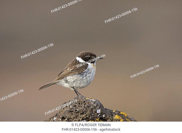 Canary Islands Chat Saxicola dacotiae adult male, standing on rock, Fuerteventura, Canary Islands