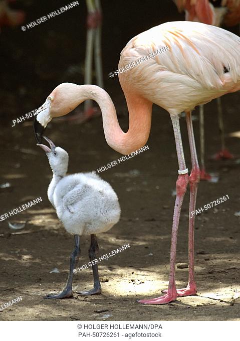 A young pink flamingo is fed by its mother in its enclosure at the Adventure Zoo in Hanover, Germany, 31 July 2014. Four flamingos were born in the past days