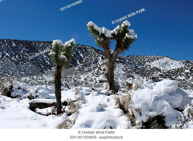 Joshua Tree in Snow Yucca brevifolia