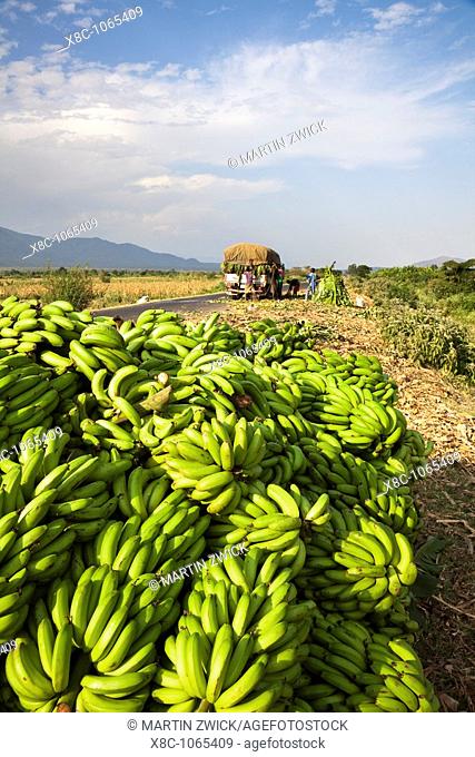Just harvested Cooking Banana Musa x paradisiaca is loaded on a small truck on a country road in the Rift Valley  Cooking Banana or Enset, Ensete