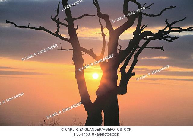 Sunrise with dead tree from Thorofare Mountain Overlook in Shenandoah National Park, Virginia, USA