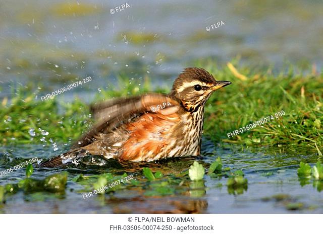 Redwing Turdus iliacus adult bathing in shallow water, Norfolk, England, october