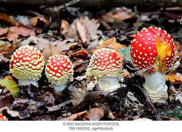 Group of fly agaric funghi (Amanita muscaria) on forest ground, autumn, Alsace, France