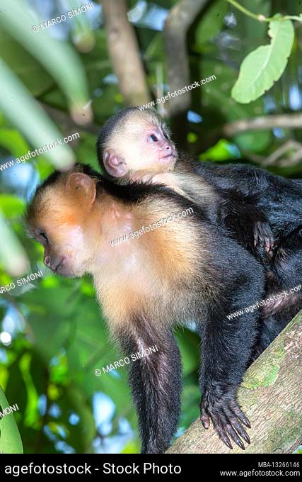 White-faced capuchin monkey (Cebus capucinus) carries her young on her back, Manuel Antonio National Park, Puntarenas Province, Costa Rica