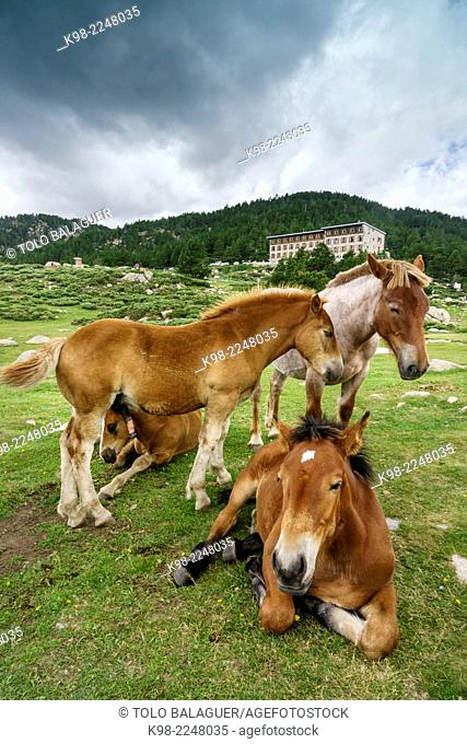 France, French Pyrenees, Capcir, Carlit, Les Bullosses Lake, Catalan Pyrenean horses in pasture