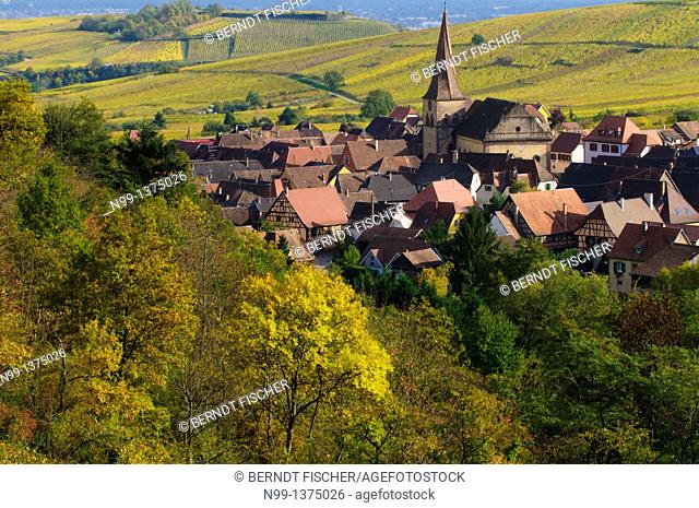 Vine village Niedermorschwihr near Colmar, vineyards, colours of autumn, foothills of the Vosges, Alsace, France