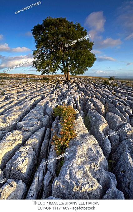 A solitary tree growing out of a limestone pavement on Malham Ings