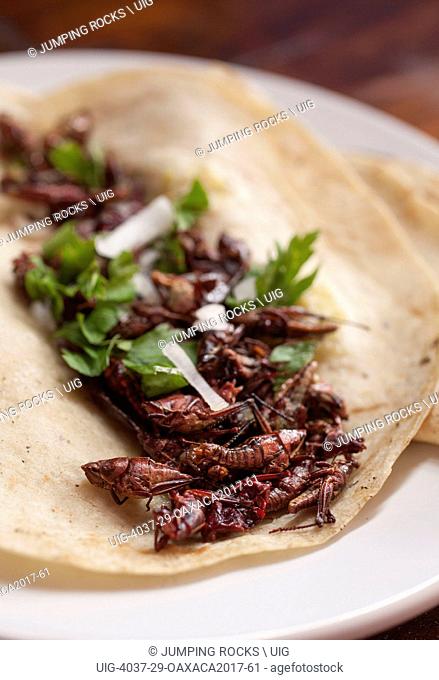 Chapulines or Grasshopper Taco, Mercado Benito Juarez, Oaxaca City, Oaxaca, Mexico