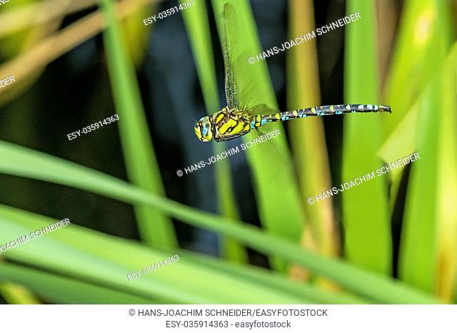 The emperor dragonfly during a flight